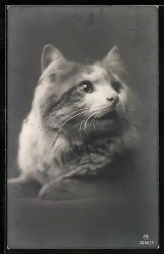 AK Katze mit abgelenktem Blick, Portrait