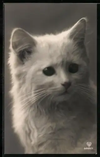 AK Junge weisse Katze, Portrait