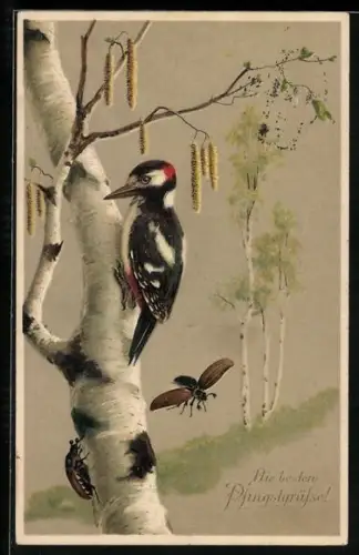 AK Buntspecht und Maikäfer an einem Birkenstamm, Pfingstgruss