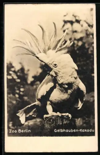 AK Berlin, Zoo, Gelbhauben-Kakadu