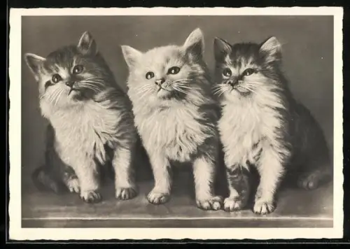 AK Drei Katzenkinder in einer Reihe