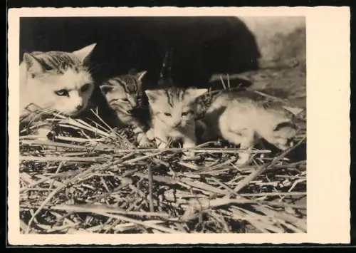 AK Katzenmutter mit Jungen im Stroh