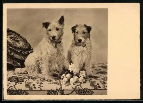 AK Zwei Terrier auf einem Polster