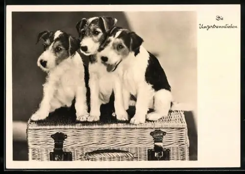 AK Die Unzertrennlichen, Drei junge Terrier
