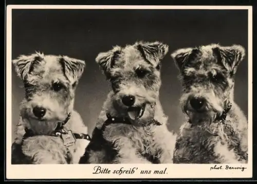 AK Bitte schreib uns mal, Drei Terrier