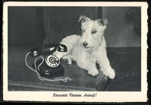 AK Erwarte Deinen Anruf!, Terrier mit Telefon