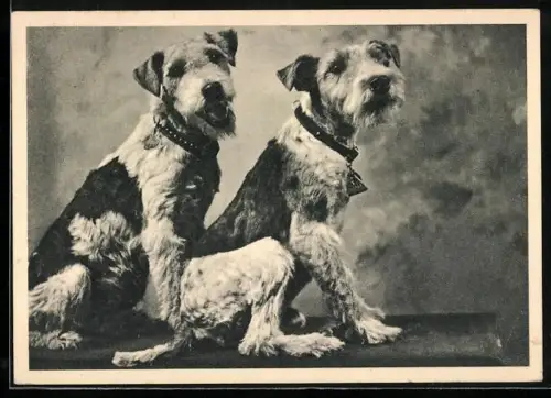 AK Zwei Terrier mit Halsbändern