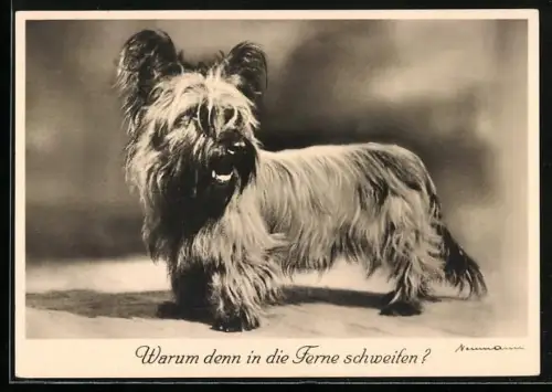 AK Warum denn in die Ferne schweifen?, Skye Terrier
