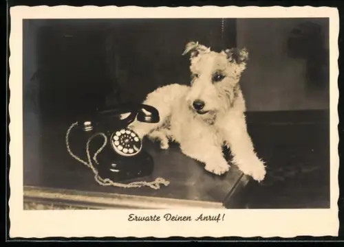AK Erwarte Deinen Anruf!, Terrier neben einem Telefon