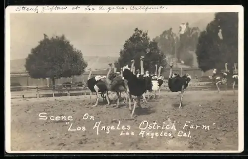 AK Los Angeles, CA, Scene on Los Angeles Ostrich Farm