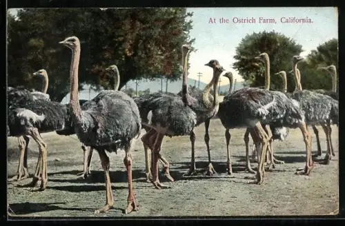 AK California, At the Ostrich Farm