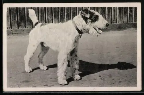 Foto-AK Terrier mit hängender Zunge in der Sonne