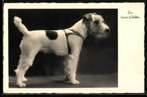 AK Ein treuer Wächter, Terrier