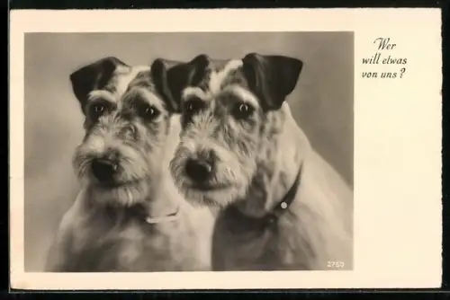 AK Wer will etwas von uns?, Zwei Terrier