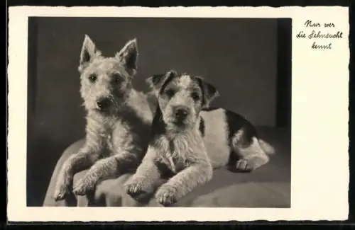 AK Nur wer die Sehnsucht kennt, Zwei Terrier