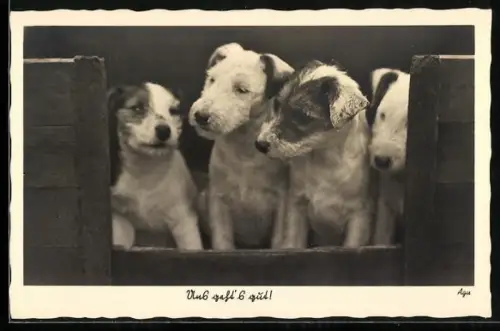 AK Uns gehts gut, Vier kleine Terrier