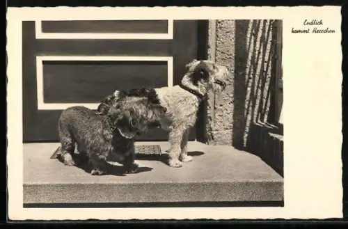 AK Endlich kommt Herrchen, Zwei Terrier auf der Türschwelle