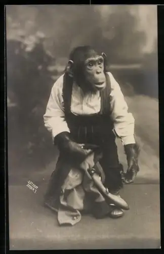 Foto-AK Schimpanse in Kleidung hält eine Jacke in der Hand