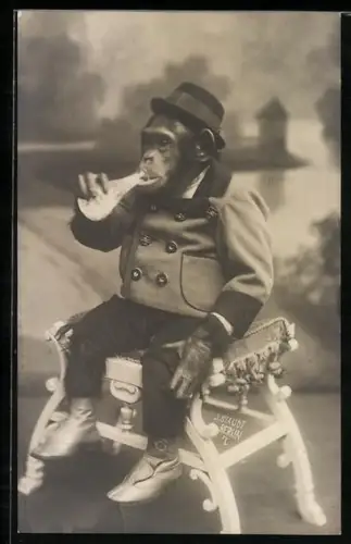 Foto-AK Schimpanse sitzt auf einem Hocker und trinkt aus einer Flasche