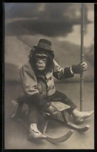 Foto-AK Schimpanse in Kleidung sitzt auf einem Schlitten