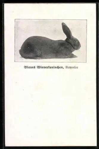 AK Blaues Wienerkaninchen, Seitenansicht, Rammler
