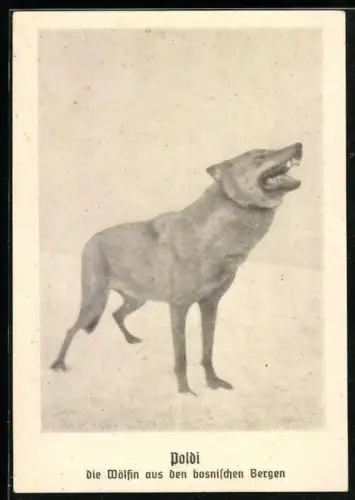 AK Poldi, Wölfin aus den bosnischen Bergen, Erzieher Rudolf Knapp
