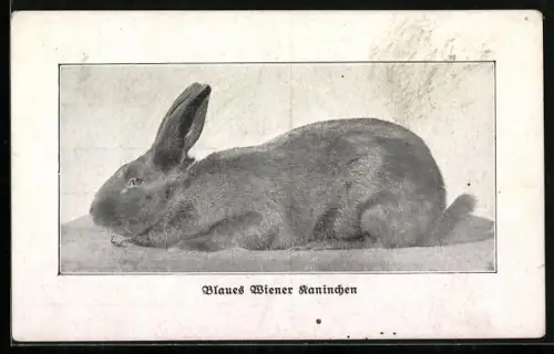 AK Blaues Wiener Kaninchen
