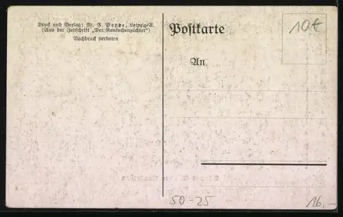 AK Blaues Wiener Kaninchen