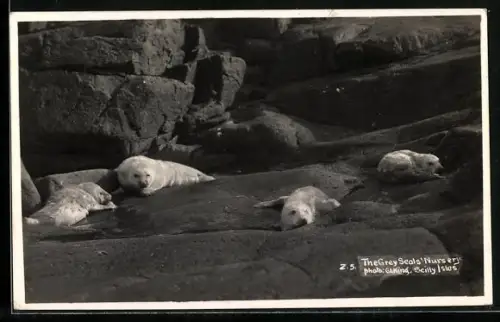 AK Scilly Isles, The Grey Seals` Nursery