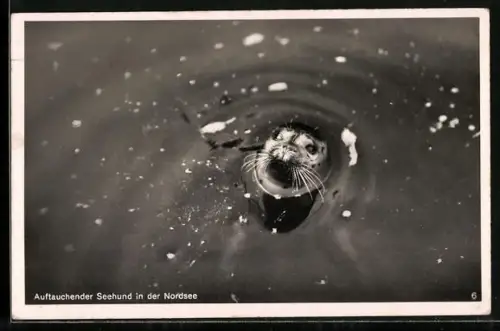 AK Auftauchender Seehund in der Nordsee