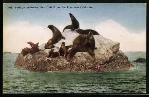 AK San Francisco, CA, Seals on the Rocks, near Cliff House