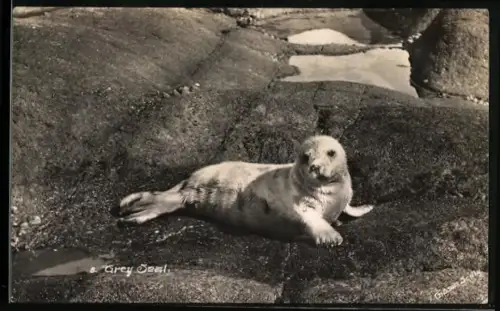 AK Grey Seal on the Rocks