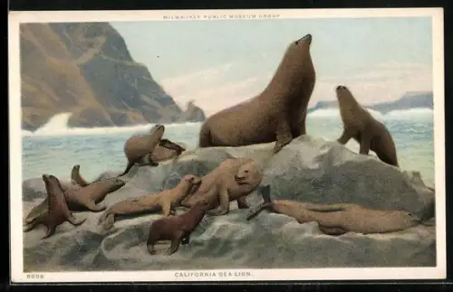 AK California Sea Lions on the Rocks
