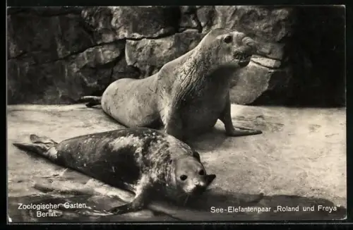 AK Berlin, Zoologischer Garten, See-Elefantenpaar Roland und Freya