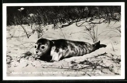 AK Ameland, Jonge zeehond koestert zich in het zonnetje tussen strand en duin