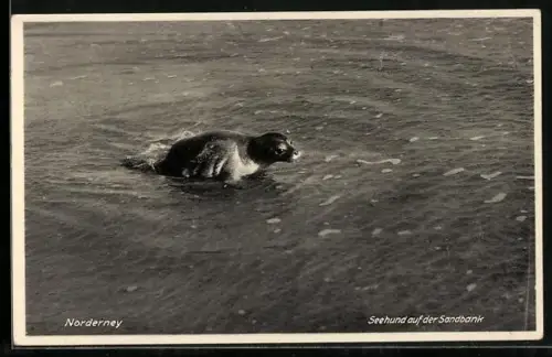AK Norderney, Seehund auf der Sandbank