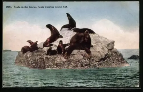 AK Santa Catalina Island, CA, Seals on the Rocks