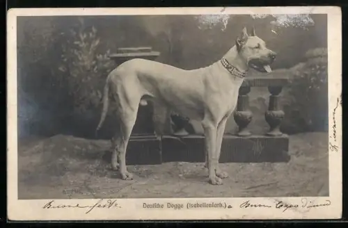 AK Deutsche Dogge (Isabellenfarb.), Portrait