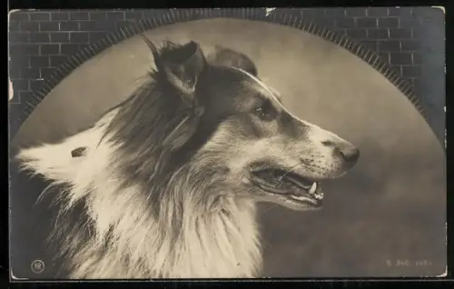 AK Collie, Seitenportrait