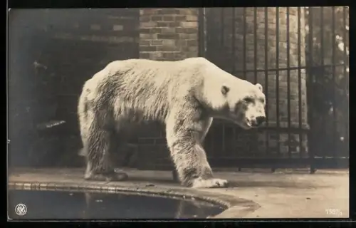 AK Bär im Gehege