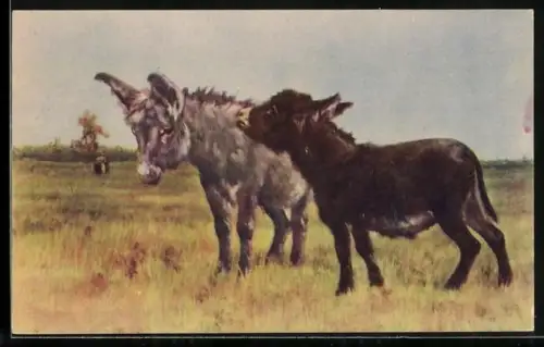 AK Zwei Esel in Steppenlandschaft
