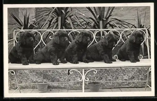 AK Schwarze Spanielwelpen auf einer Bank vor Palmen