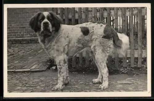 Foto-AK Hund vor einem Lattenzaun, Portrait