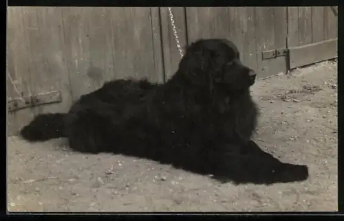 Foto-AK Angeketteter schwarzer Hund vor einem Scheunentor