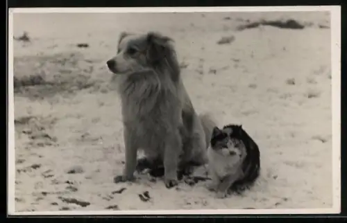 Foto-AK Hund und Katze im Schnee