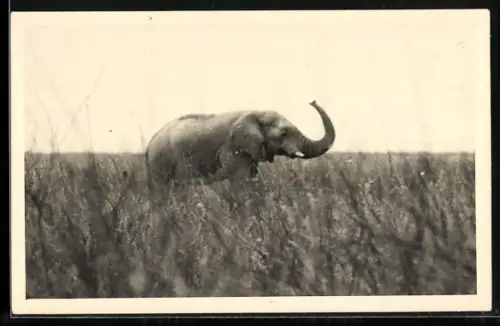 Foto-AK Trompetender Elefant auf einem Feld