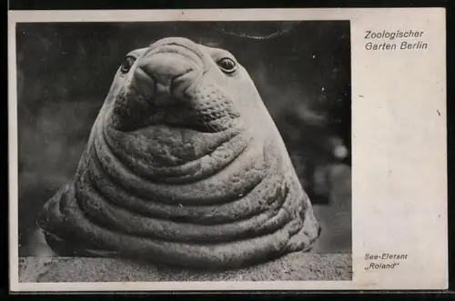 AK Berlin, Zoologischer Garten, See-Elefant Roland