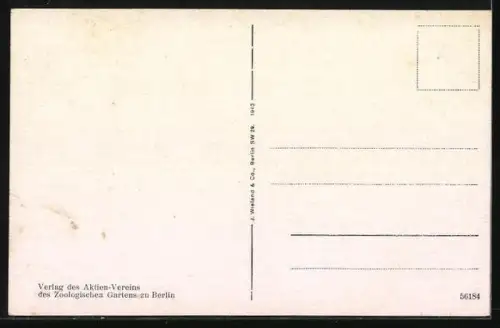 AK Berlin, Zoologischer Garten, See-Elefant Roland