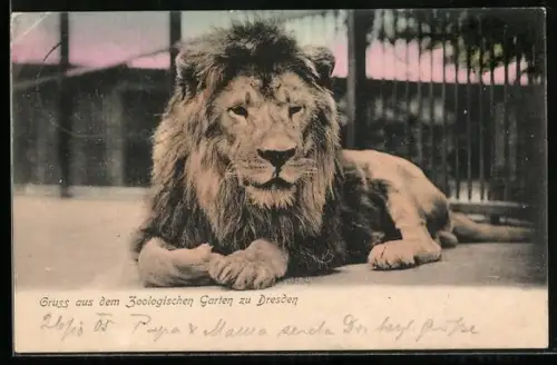 AK Dresden, Zoologischer Garten, Löwe im Freigehege