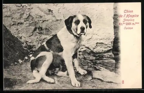 AK Simplon, Chien de l`Hospice